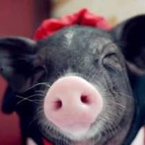 小猪娱乐吃瓜直播间视频,揭秘娱乐圈幕后故事